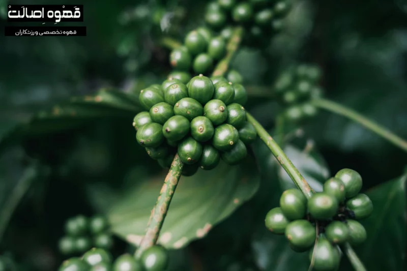 دانه سبز قهوه
