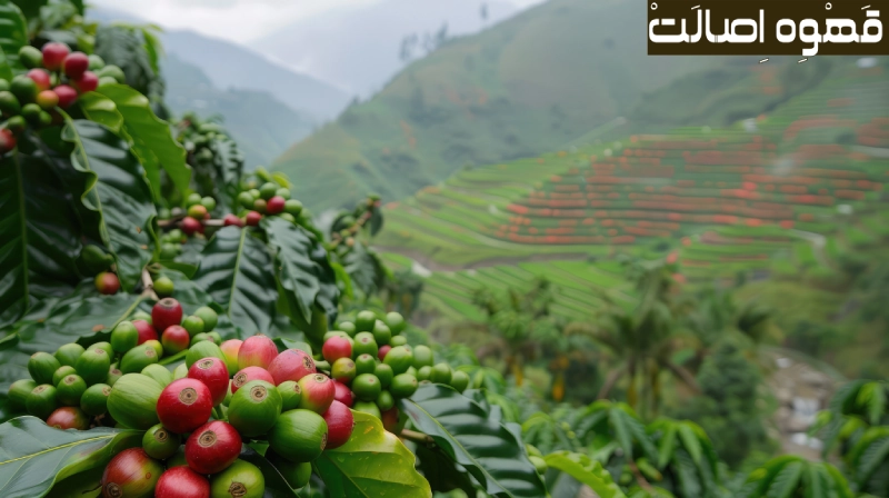 بهترین قهوه ربوستا
