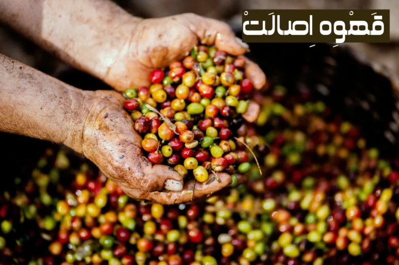 فواید پودر قهوه برای مو